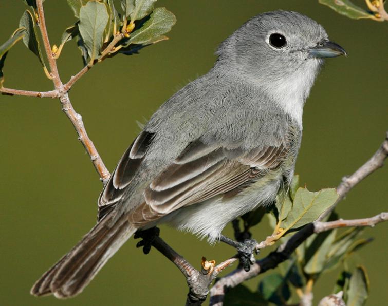 Image of Gray Vireo