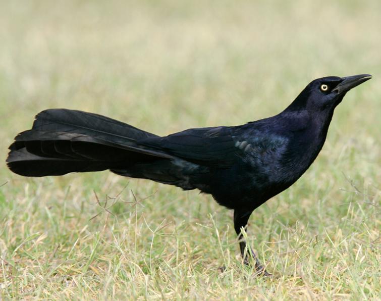 Image of Great-tailed Grackle