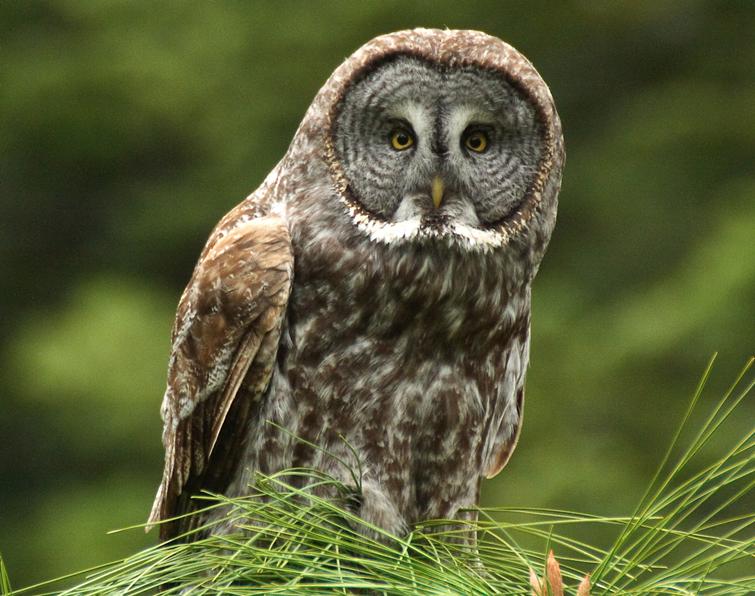 Image of Great Gray Owl