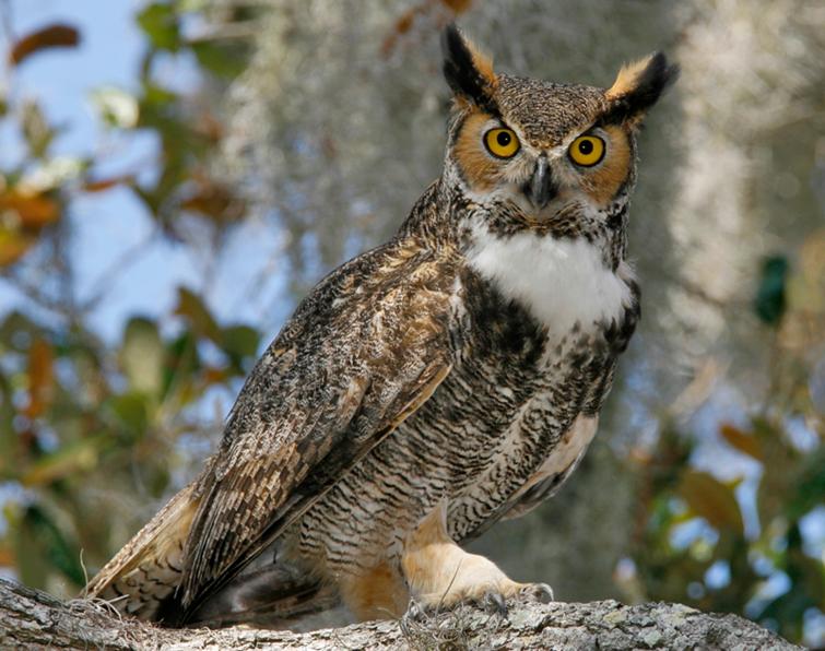 Image of Great Horned Owl