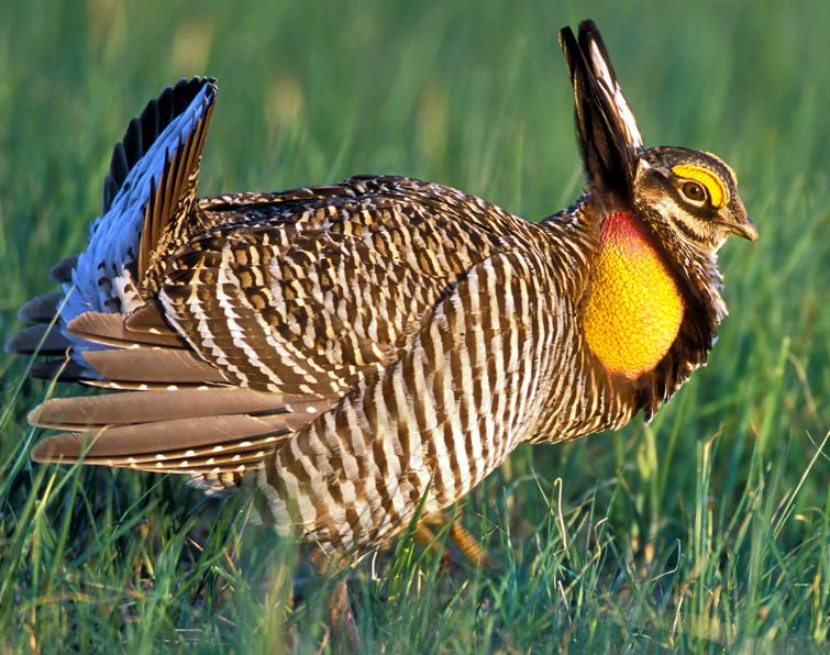 Image of Greater Prairie-Chicken