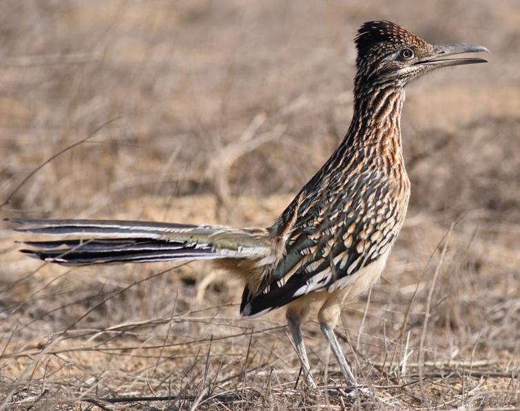 Image of Greater Roadrunner