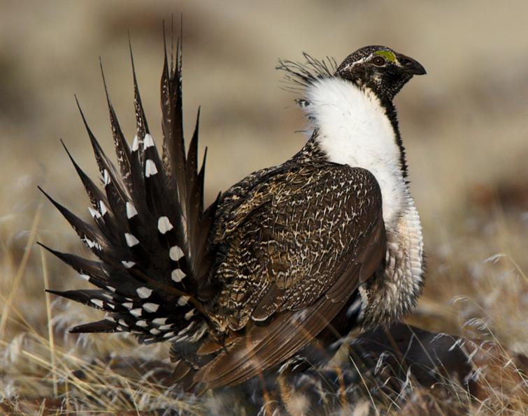 Image of Greater Sage-Grouse