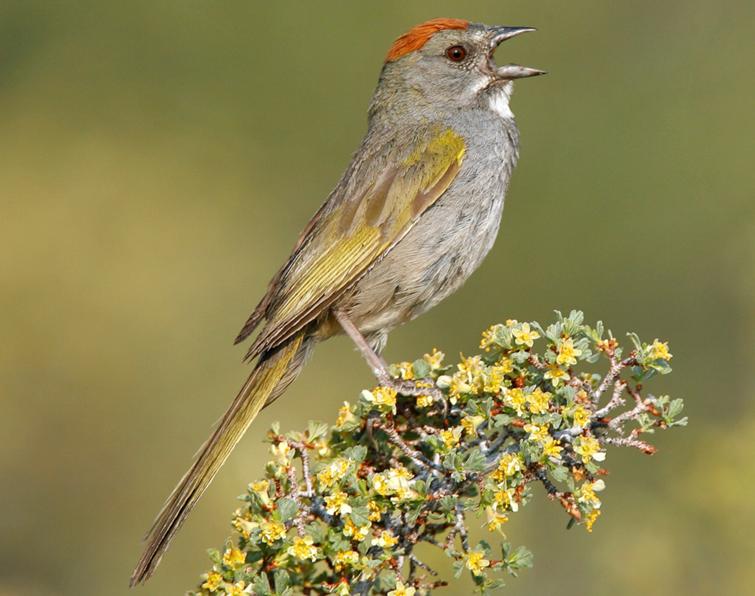 Image of Green-tailed Towhee