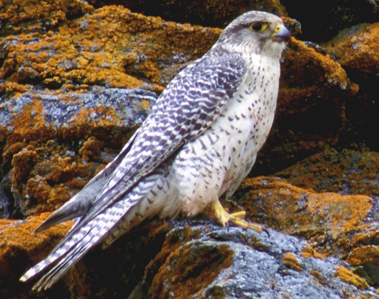 Image of Gyrfalcon