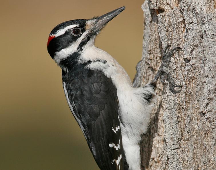 Image of Hairy Woodpecker