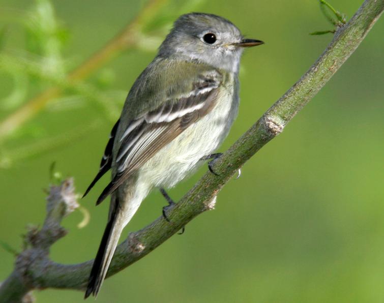 Image of Hammond's Flycatcher