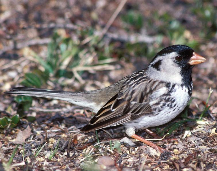 Image of Harris's Sparrow