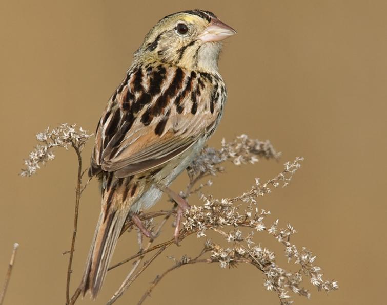 Image of Henslow's Sparrow