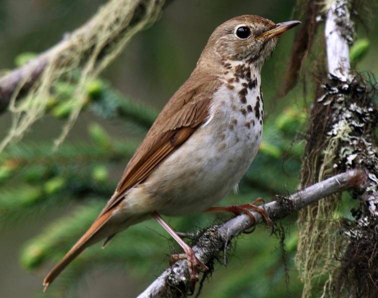 Image of Hermit Thrush