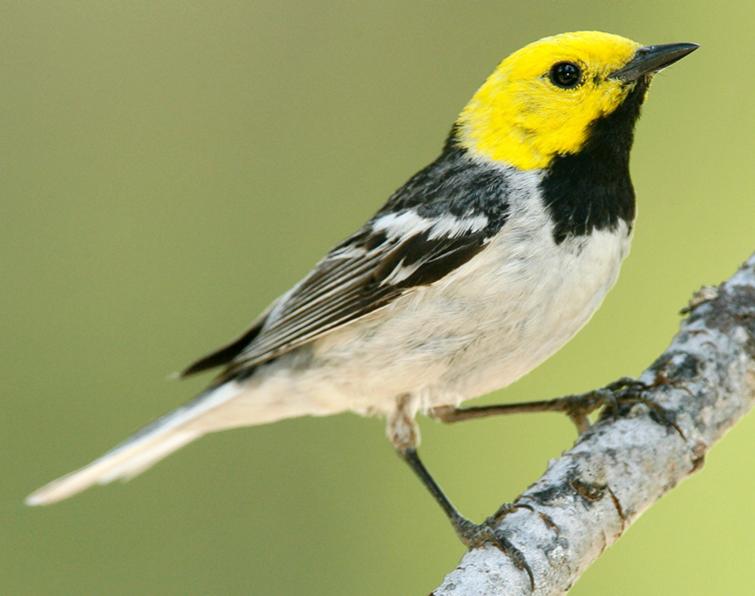 Image of Hermit Warbler