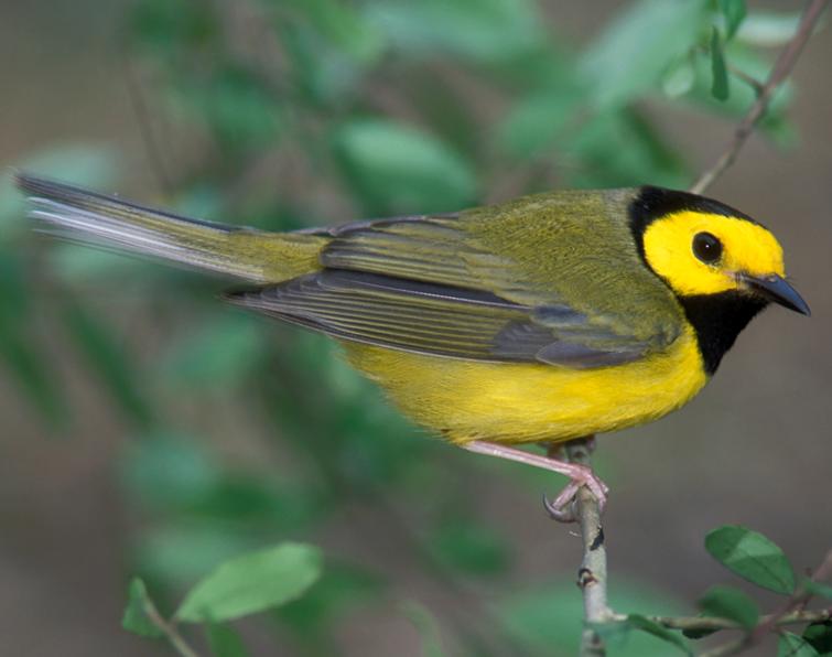 Image of Hooded Warbler