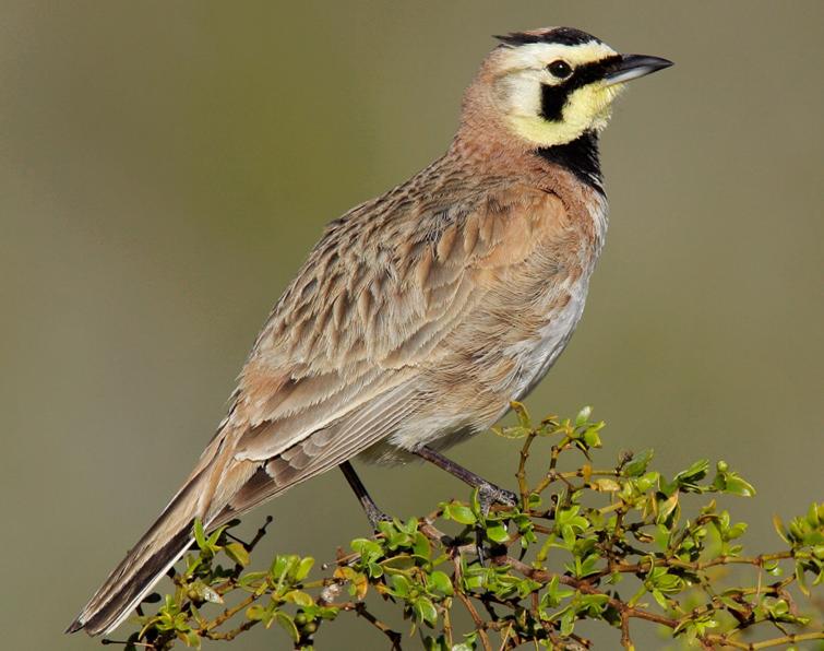 Image of Horned Lark