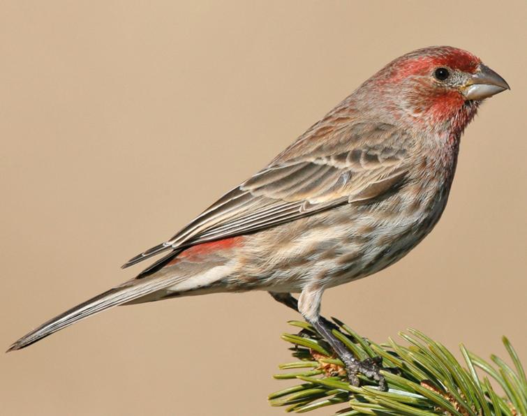 Image of House Finch