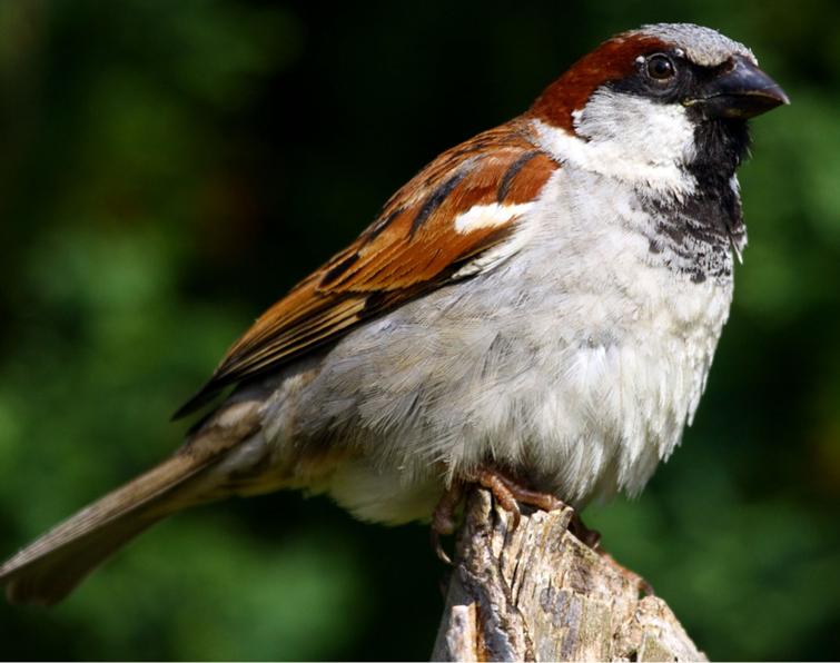 Image of House Sparrow