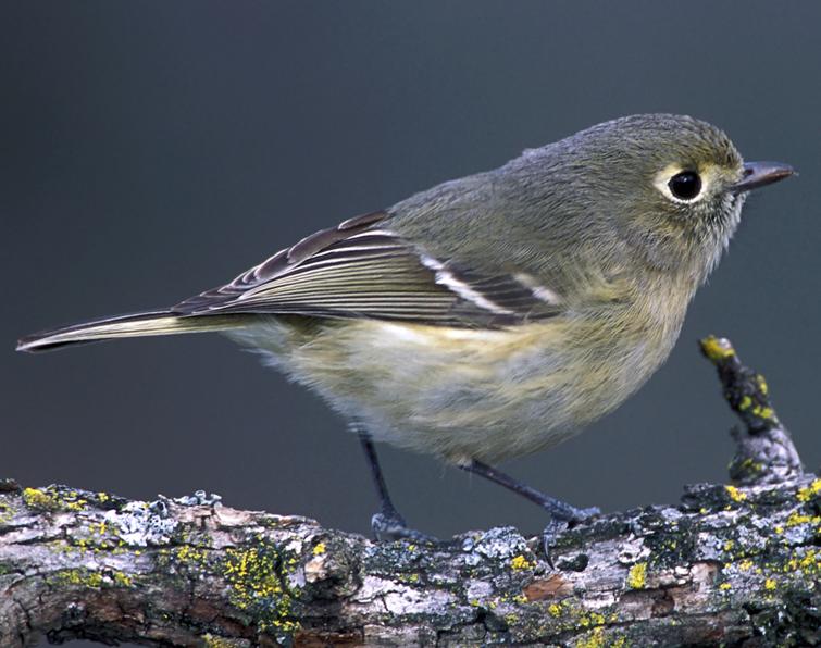 Image of Hutton's Vireo