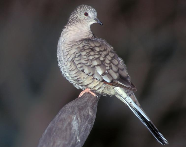 Image of Inca Dove
