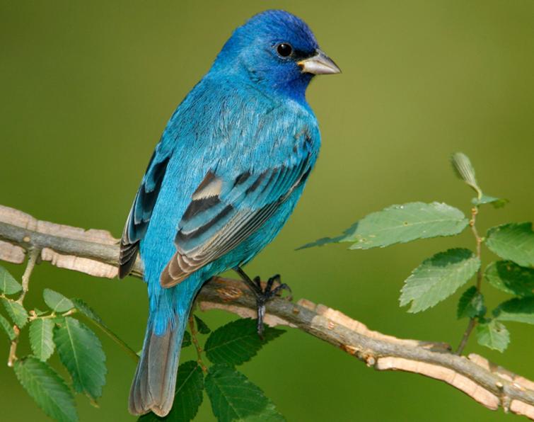 Image of Indigo Bunting