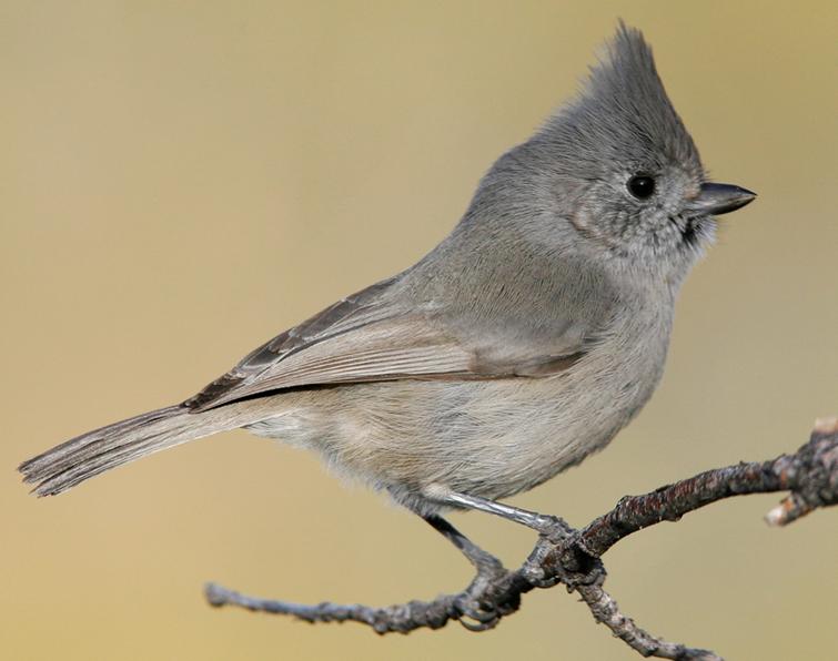 Image of Juniper Titmouse