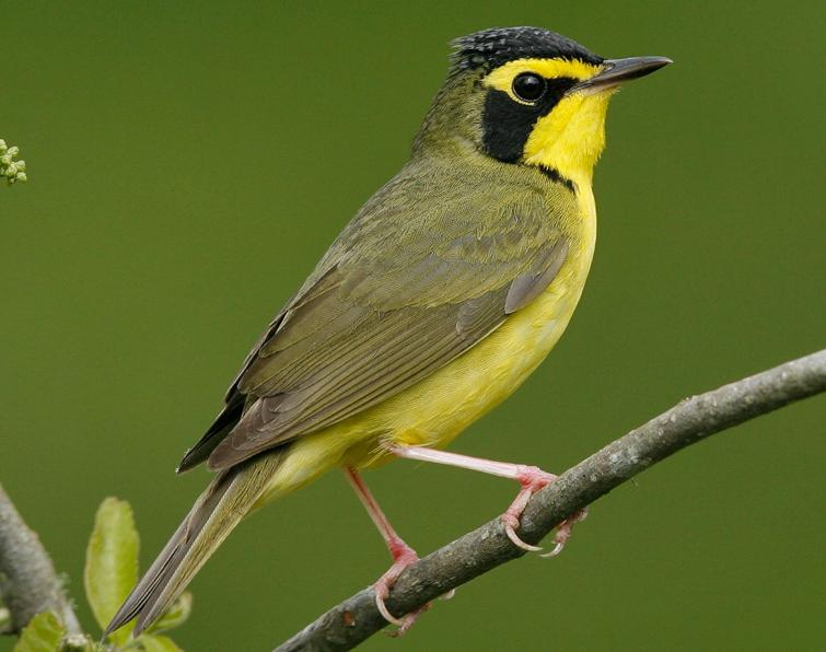 Image of Kentucky Warbler