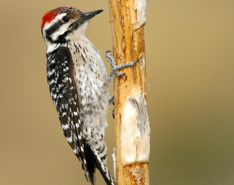 Image of Ladder-backed Woodpecker