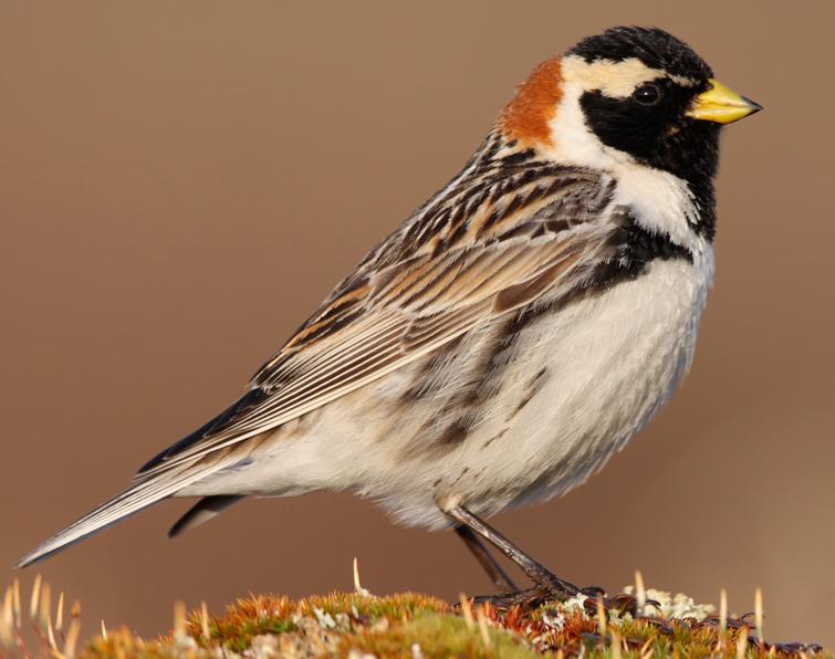 Image of Lapland Longspur