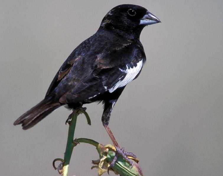 Image of Lark Bunting