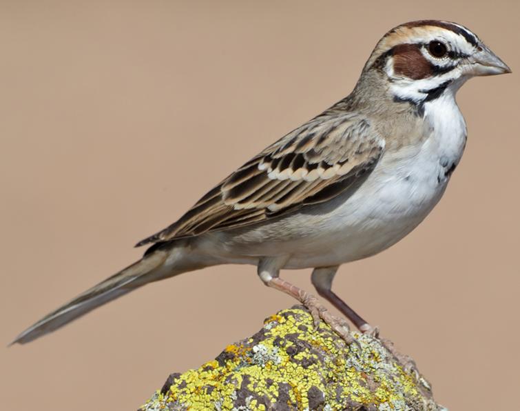 Image of Lark Sparrow