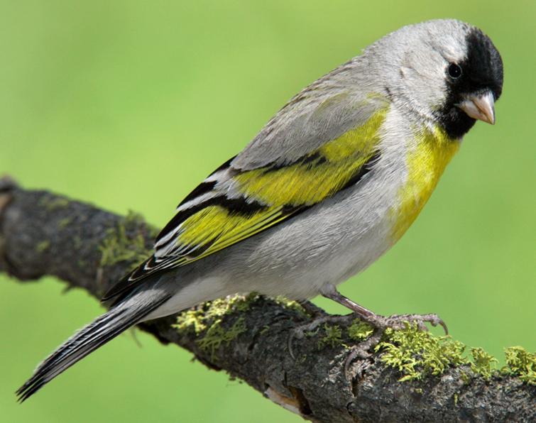 Image of Lawrence's Goldfinch