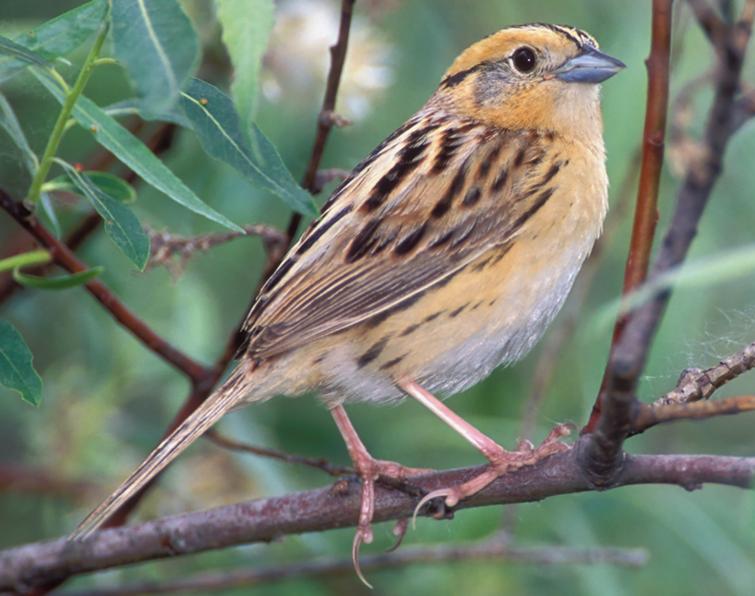 Image of LeConte's Sparrow