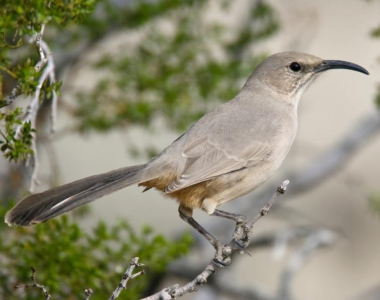 Image of LeConte's Thrasher