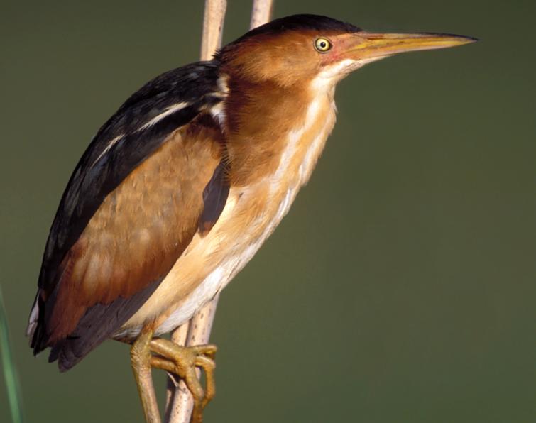 Image of Least Bittern