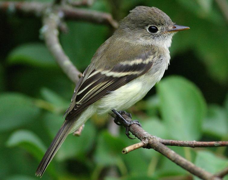 Image of Least Flycatcher