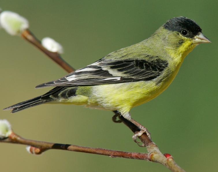 Image of Lesser Goldfinch