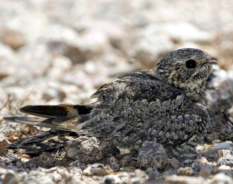 Image of Lesser Nighthawk