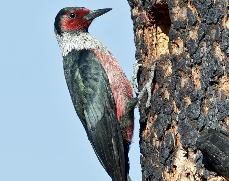 Image of Lewis's Woodpecker