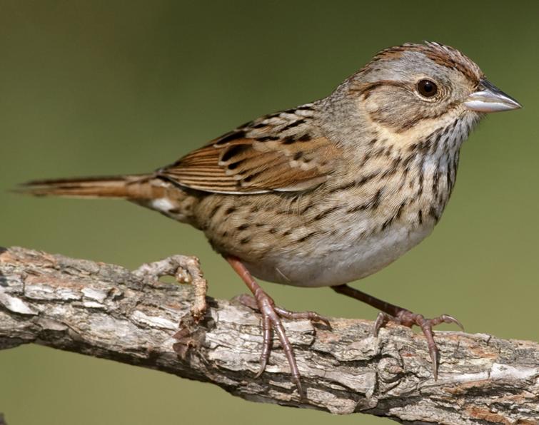 Image of Lincoln's Sparrow