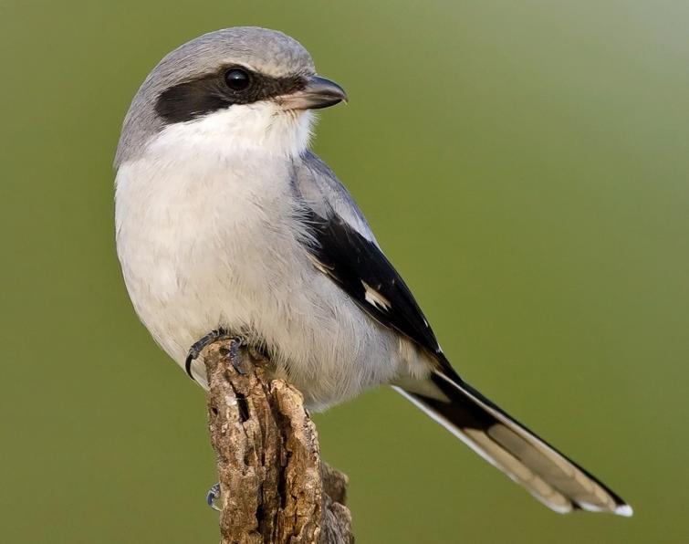 Image of Loggerhead Shrike