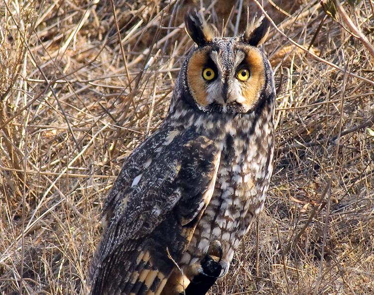 Image of Long-eared Owl