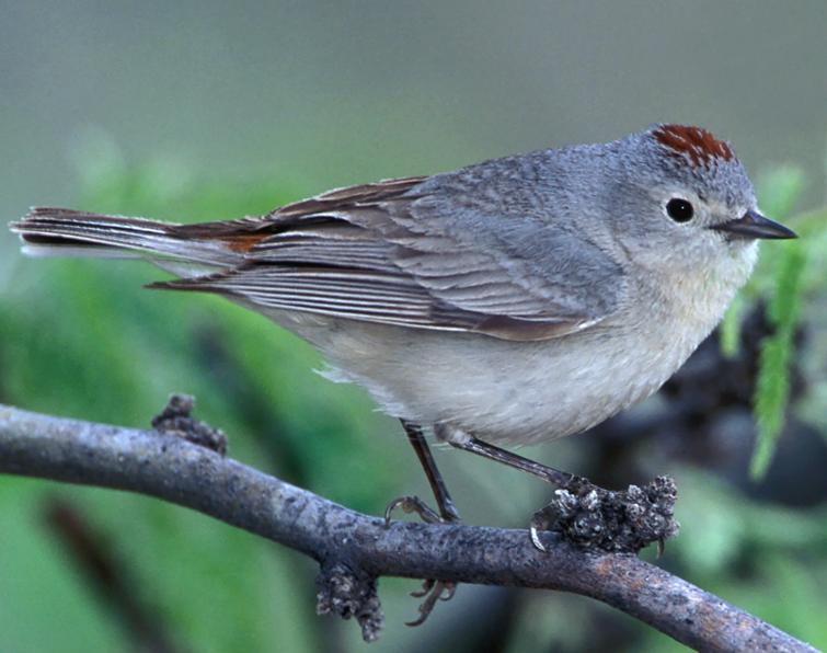 Image of Lucy's Warbler