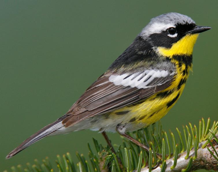 Image of Magnolia Warbler