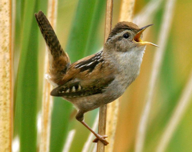 Image of Marsh Wren