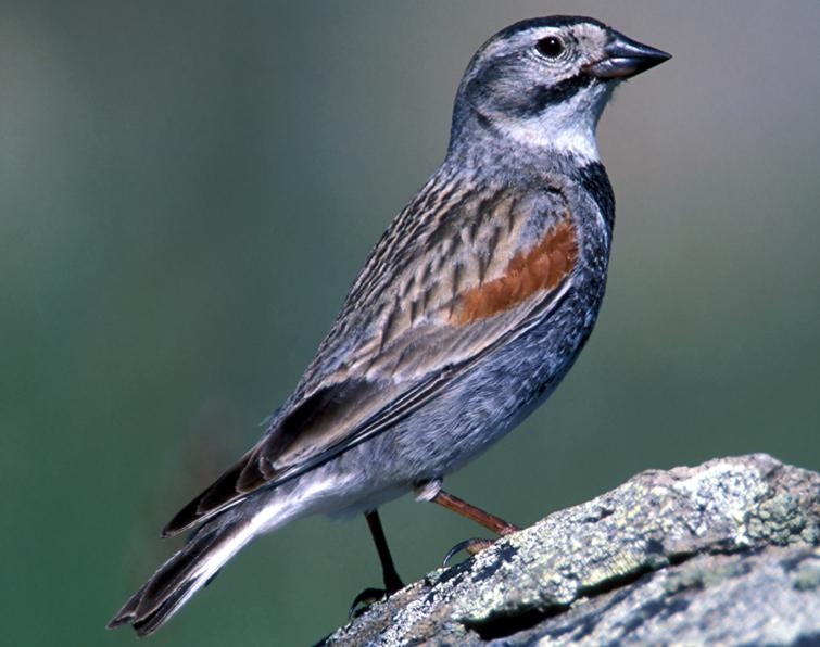 Image of Thick-billed Longspur