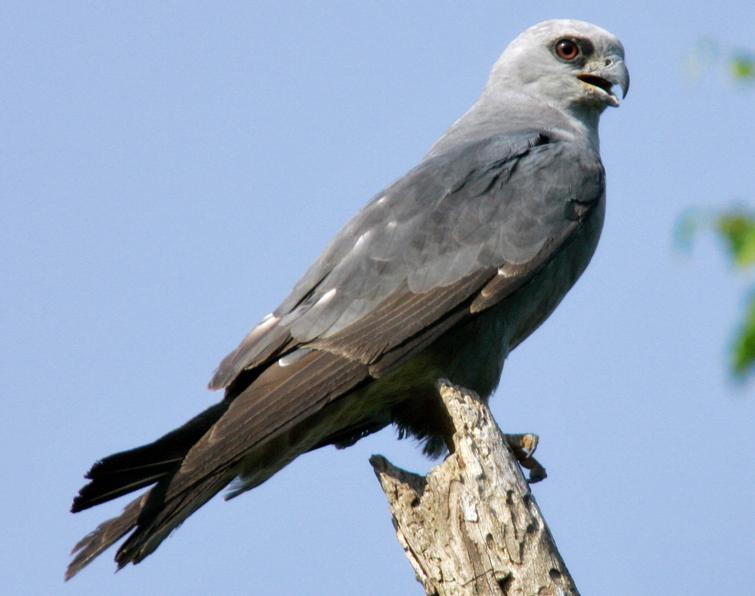 Image of Mississippi Kite