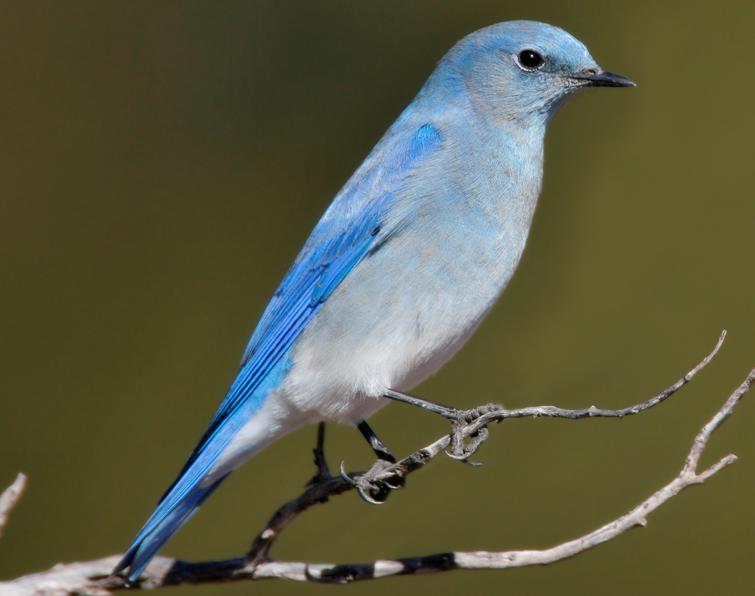 Image of Mountain Bluebird