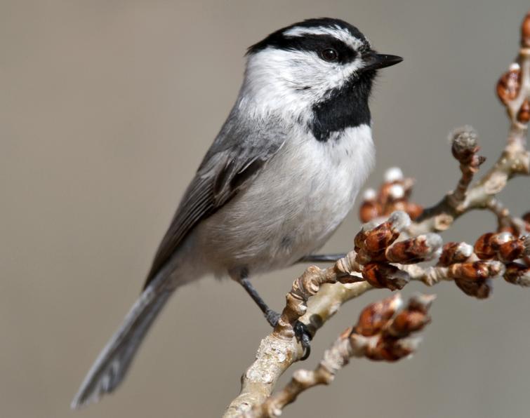 Image of Mountain Chickadee