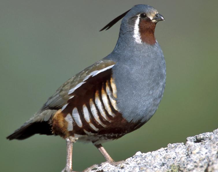 Image of Mountain Quail