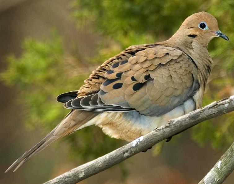 Image of Mourning Dove