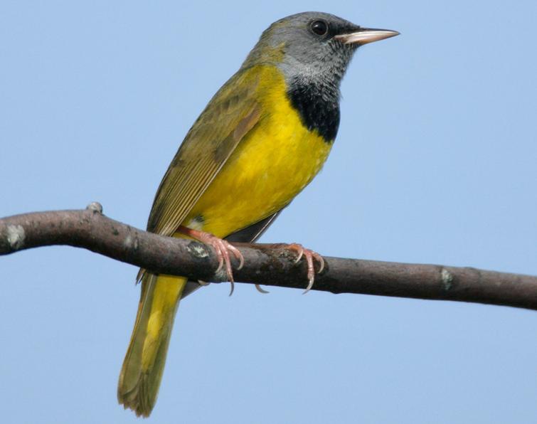 Image of Mourning Warbler