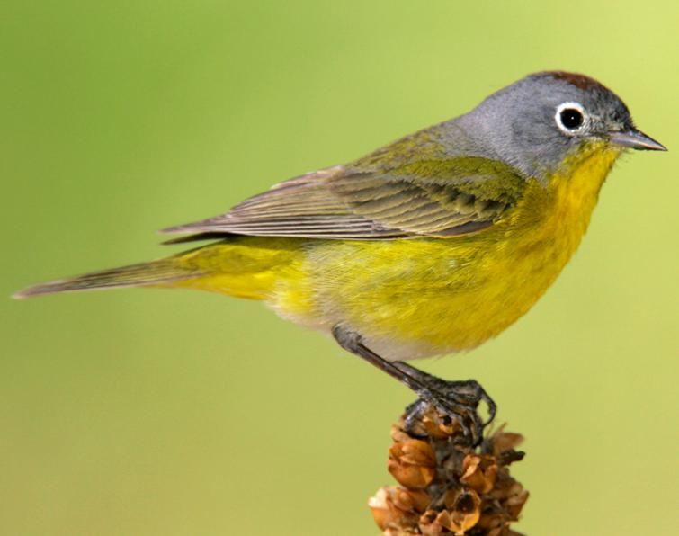 Image of Nashville Warbler